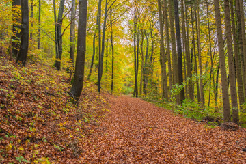 Obraz premium Beautiful autumnal forest path..Autumn time with beautiful colored leaves