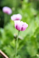 opium poppy flower was planted for the show in Hmong tribal village in a valley of Doi Pui to Doi Suthep National Park Chiang Mai Thailand. In the past hill tribe people have been occupied with opium