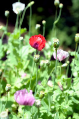 opium poppy flower was planted for the show in Hmong tribal village in a valley of Doi Pui to Doi Suthep National Park Chiang Mai Thailand. In the past hill tribe people have been occupied with opium