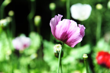 opium poppy flower was planted for the show in Hmong tribal village in a valley of Doi Pui to Doi Suthep National Park Chiang Mai Thailand. In the past hill tribe people have been occupied with opium