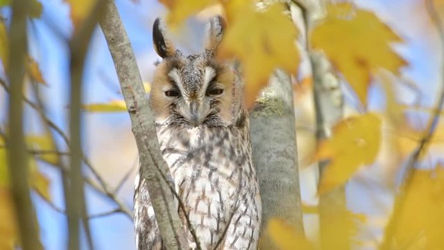 Long-eared owl (Asio otus) sitting high up in a tree with yellow colored leafs during a fall day. Slow motion clip at half speed