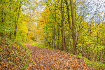 Fototapeta premium Beautiful autumnal forest path..Autumn time with beautiful colored leaves