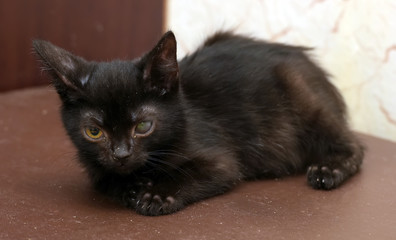 kitten with an eyesore, a leukoma or an eyesore