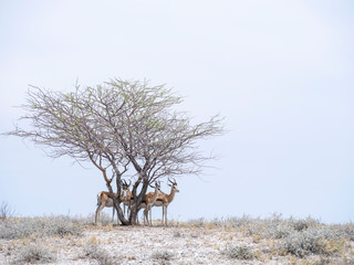 Wildlife in salt pan - Etosha National Park - Namibia