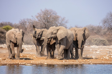 Elephants at waterhole - Etosha National Park - Namibia