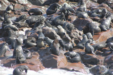 seal colony