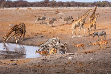 Fototapeta na wymiar Wildlife - Etosha National Park - Namibia