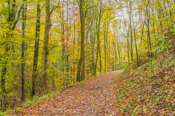 Obraz premium Beautiful autumnal forest path..Autumn time with beautiful colored leaves