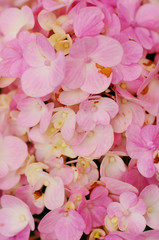 Closeup on pink sepals of hydrangea macrophylla, a species of flowering plant in the family Hydrangeaceae.