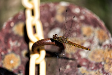 dragonfly 