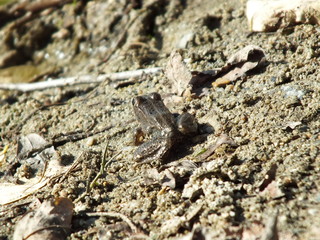 frog in the lake of Rajevo Konare, Bulgaria