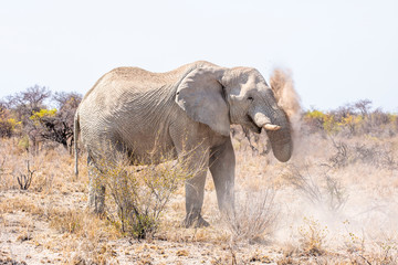 Fototapeta na wymiar Elephants at waterhole - Etosha National Park - Namibia