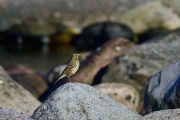 Strandpieper an der Ostsee in Skandinavien