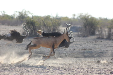 race between ostrich and red hartebeest