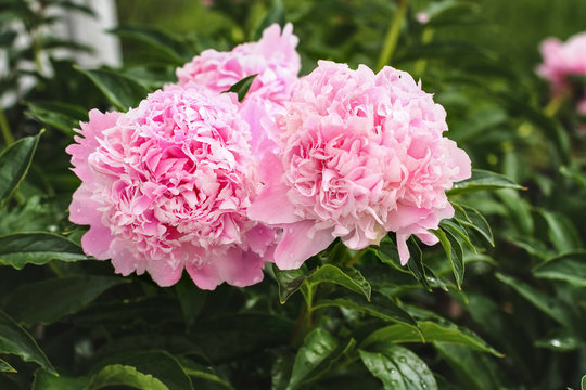 Cluster of three beautiful blooming pink Peony flowers in center of plants. Selective focus with blurred background.