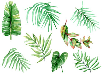 watercolor tropical leaves on white background
