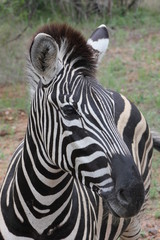 Obraz na płótnie Canvas zebra pose