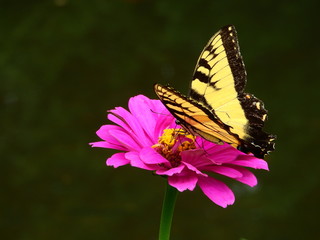 butterfly on a flower