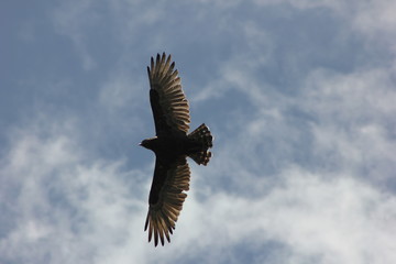 falcon gliding