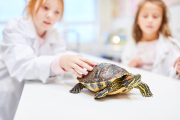 Student watching a turtle