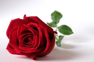 Isolated red rose on white background.