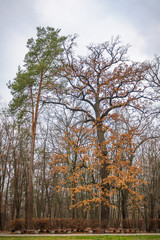 Old oak in autumn
