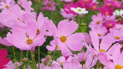 Pink cosmos flower blooming background.