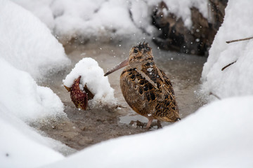An American Woodcock, commonly known as the Timberdoodle, huddles in a snowy swamp.