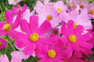 Fototapeta na wymiar Pink cosmos flower blooming background.