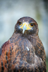 Bird of prey – with yellow hook beak and brown feathers. Hawk, eagle, falcon and buzzard type predator, a wild hunter. 