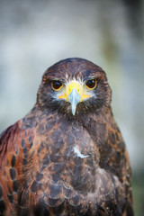 Bird of prey – with yellow hook beak and brown feathers. Hawk, eagle, falcon and buzzard type predator, a wild hunter. 