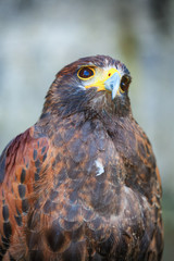 Bird of prey – with yellow hook beak and brown feathers. Hawk, eagle, falcon and buzzard type...
