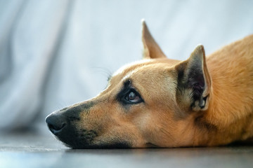 Fototapeta premium red dog mongrel lying on the floor and looking, head portrait close-up
