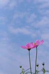 Pink cosmos flower blooming background.