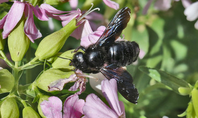 Xylocope et saponaire