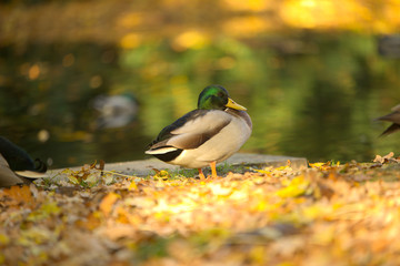 Enten in wunderschönem Herbstlicht