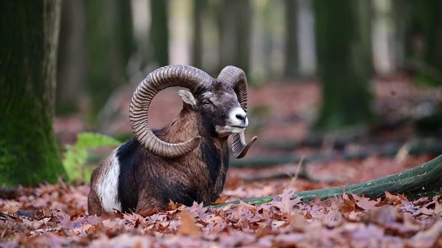 Mouflon male lie in the forest, portrait, autumn, germany, (ovies aries musimon)