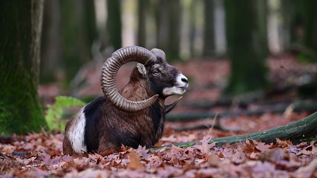 Mouflon male lie in the forest, portrait, autumn, germany, (ovies aries musimon)