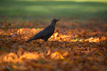 Rabe auf Herbstblättern im Herbstlicht