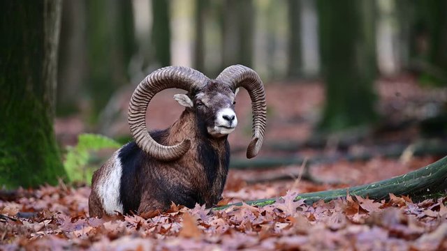 Mouflon male lie in the forest, portrait, autumn, germany, (ovies aries musimon)