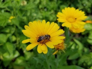 bee on yellow flower