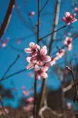 Flor de Pêssego  