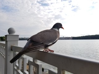 pigeon 