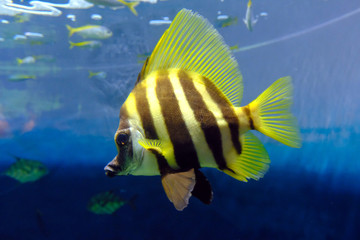 Naklejka premium 葛西臨海水族園 のテングダイ