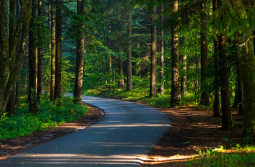 Obraz premium Ancient Black Forest hiking trail through the woods of Germany. Beautiful countryside landscape. Colorful travel background.