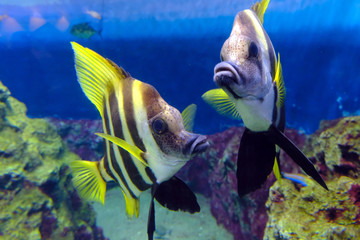 葛西臨海水族園 のテングダイ