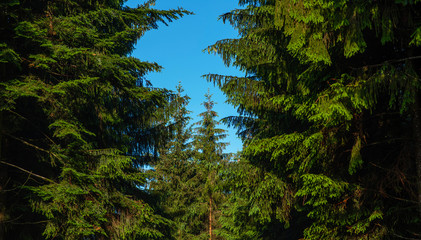 Ancient Black Forest woods of Germany. Beautiful countryside landscape. Colorful travel background.