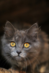 The cute gray cat. Funny cat. The concept of fashionable cats.