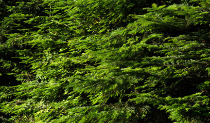 Fototapeta na wymiar Green background of fir branches. Branch of coniferous tree with green needles. View with space for your text. Fir tree branches. Selective focus. Fluffy fir tree brunch close up.