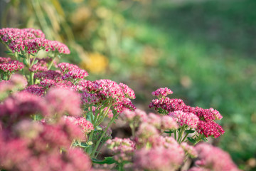 Obraz premium A bouquet of garden pink flowers. Flowers close-up. Holiday card